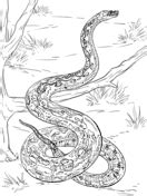 serpenti disegni realistici